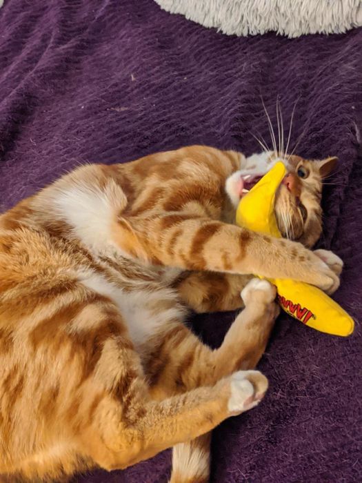 A tabby cat from a review giving the banana toy a good bite.