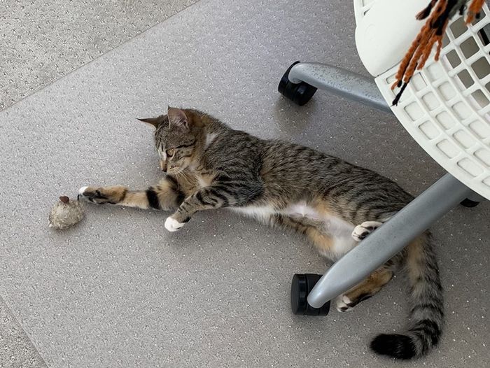 a reviewer's cat playing with a mouse toy