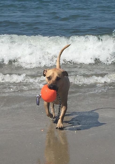 A photo of a dog at the beach playing with a ball, its mouth gripping the ball in excitement.