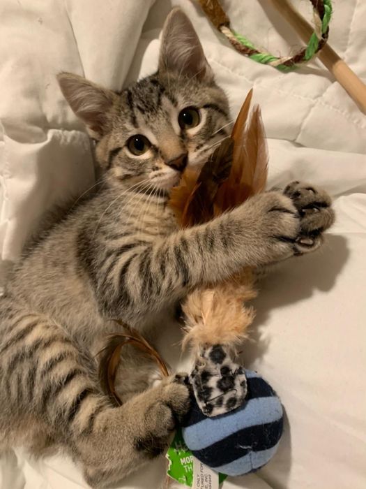 A kitten playing with a teaser toy