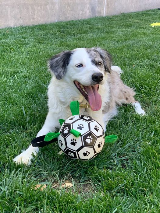 A reviewer’s dog playing with the soccer-style ball