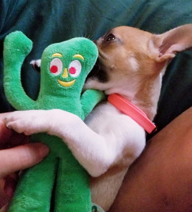 Another reviewer’s small dog with its arm wrapped around Gumby
