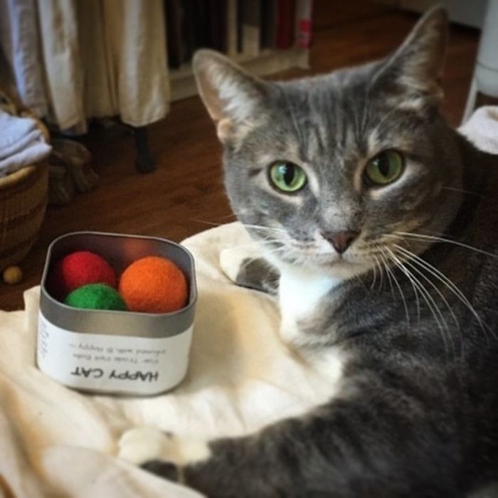 a cat sitting next to a set of catnip balls
