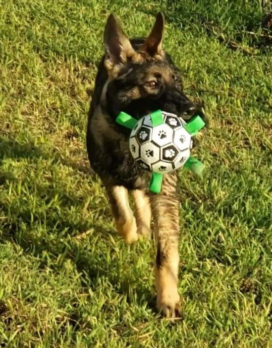 Another reviewer’s dog holding the ball in its mouth