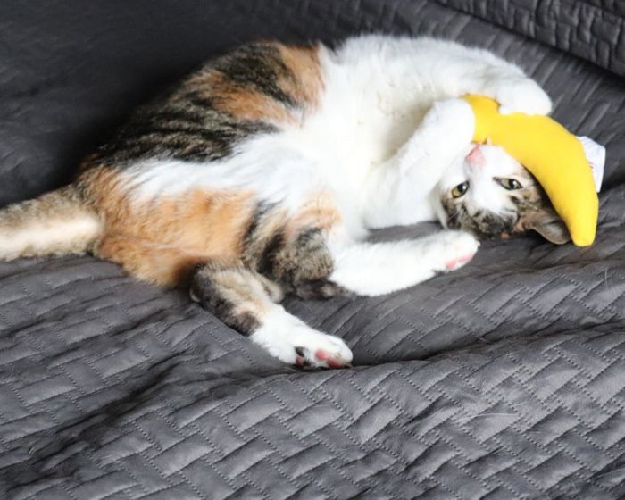 Another reviewer’s cat happily sinking its teeth into the banana-shaped toy.