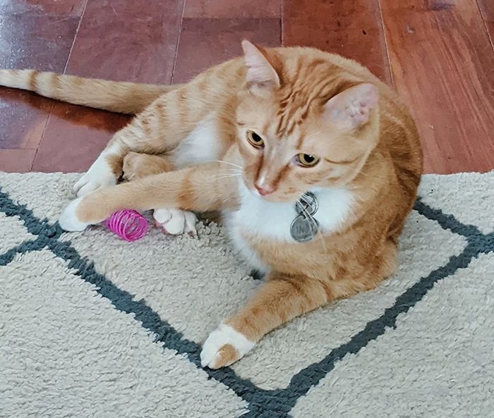 A reviewer's cat with a pink spiral spring in its paw, ready for play.