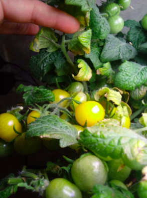 A reviewer displays a bountiful harvest of cherry tomatoes growing in the planter.