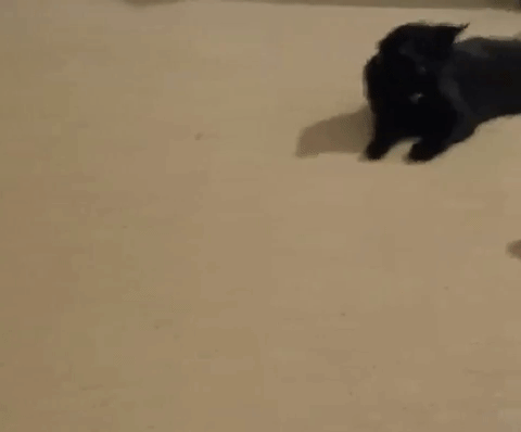 A GIF showing the green interactive magic ball rolling past a curious black cat.