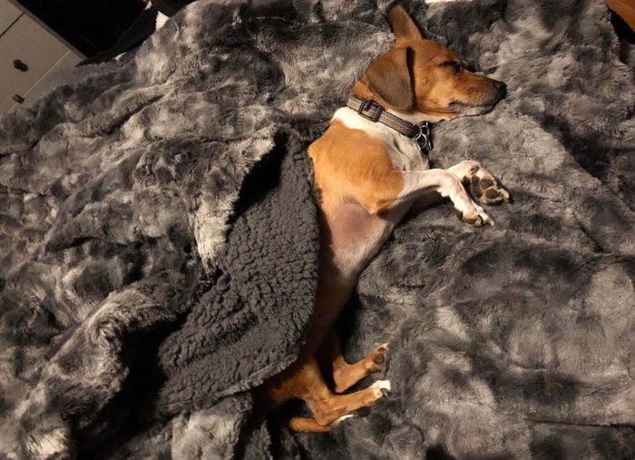 A dog featured in a review, nestled under the blanket, showcasing both sides of it.