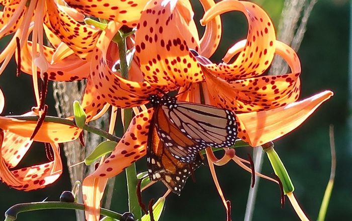 An image of a butterfly perched on vibrant orange blossoms