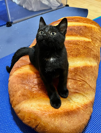 A cat lounging on the pillow