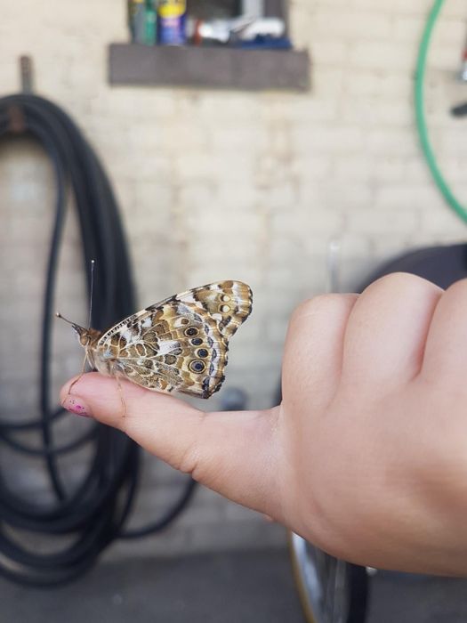A close-up of a butterfly perched on a child's finger, captured in a reviewer's photo.
