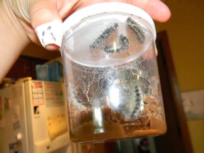 An image showing caterpillars inside a container.