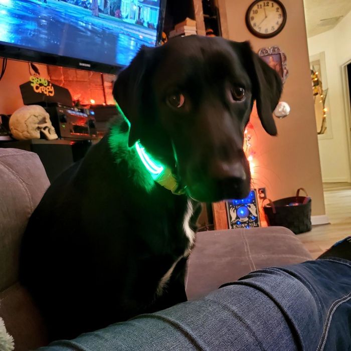 Photo of a dog wearing the green LED collar version