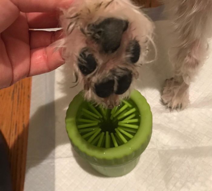 The same paw now clean, above the green silicone tube with bristles