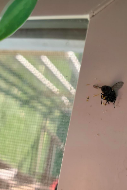 A fly is taken down with a shooter from the windowsill.