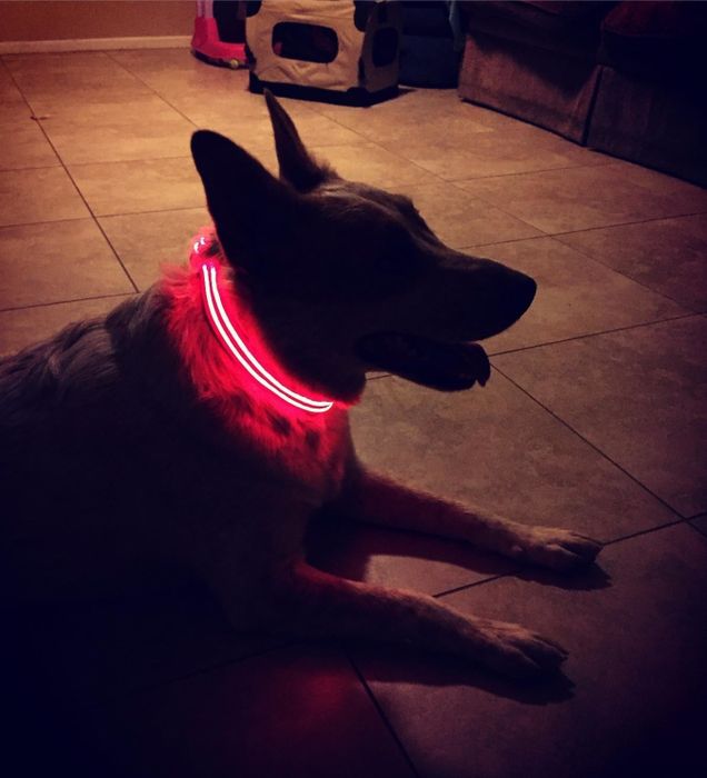 Photo of a dog wearing the red LED collar version