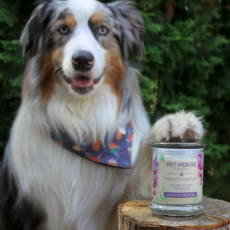A reviewer’s dog posing with its paw placed gently on top of the candle.