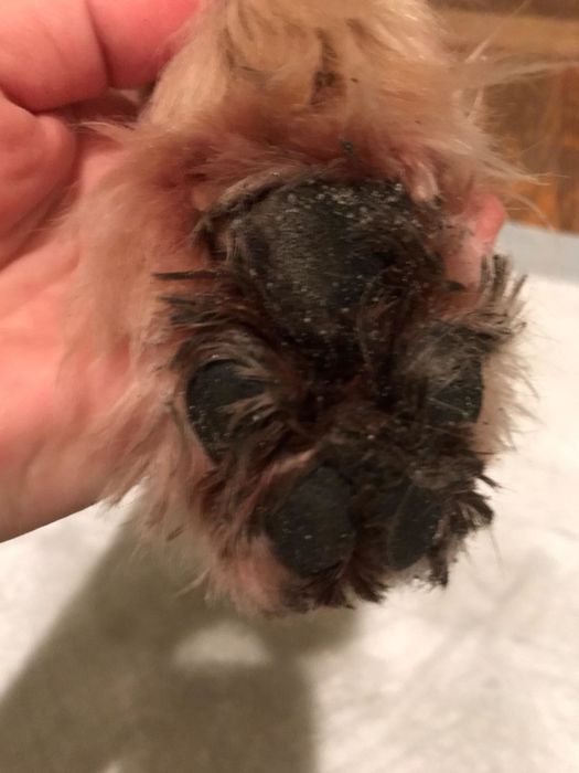 A muddy dog paw