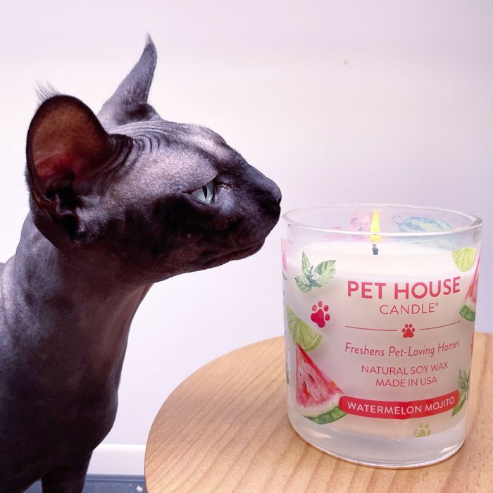 My cat curiously sniffing the candle.
