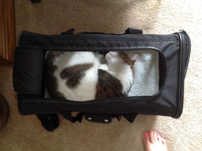 A cat curled up and peacefully sleeping in the carrier, with plenty of extra space
