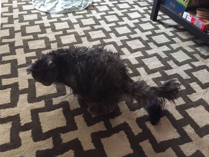 A reviewer’s photo of their black cat with wet fur after using the cleanser.