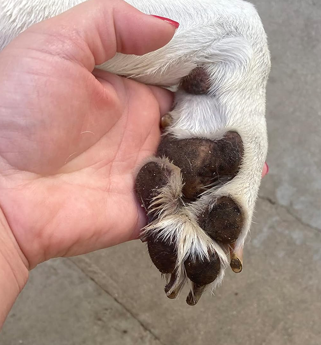 A person is holding the dog’s paw, now freshly cleaned.