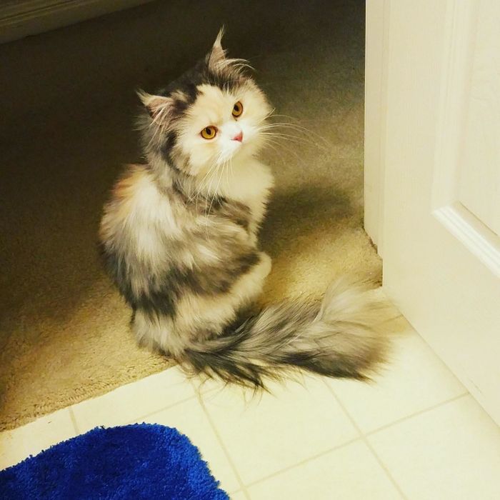A reviewer’s photo of their cat looking fluffy and clean after using the spray.