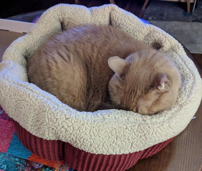 A cat peacefully curled up in a cozy, soft pet bed
