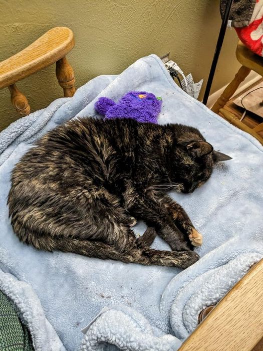 A black cat resting on a blue blanket with a purple stuffed toy nestled on its back