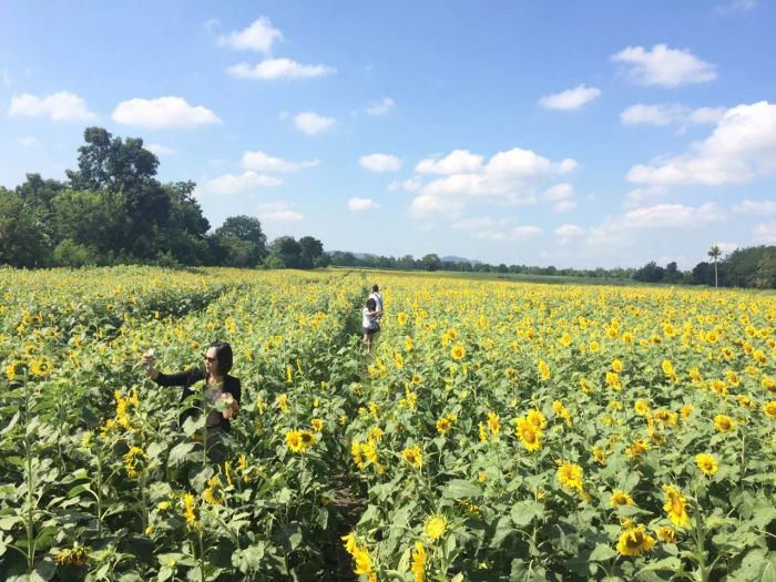ท้าทายแสงแดด! 5 เคล็ดลับถ่ายภาพทุ่งทานตะวันให้สวยสะดุดตา