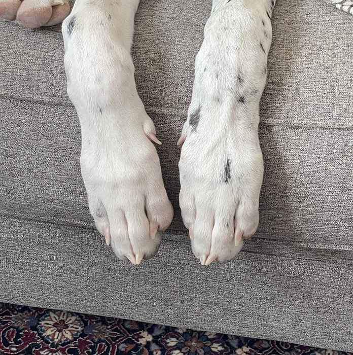 A close-up image of a dog’s neatly manicured nails