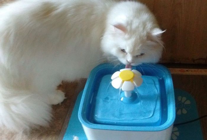 A reviewer shares a picture of their cat curiously sniffing the fountain.