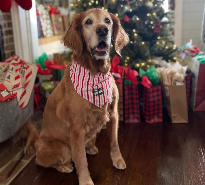 A golden retriever wearing a striped bow tie sits proudly in front of a beautifully decorated Christmas tree, next to a stack of presents.