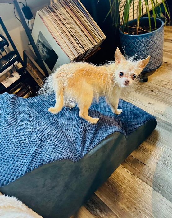 A photo from a reviewer showcasing an elderly dog carefully climbing up the blue stairs.