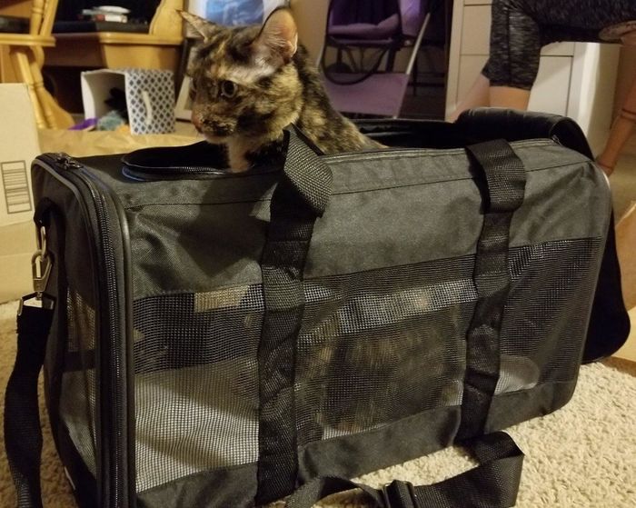 A cat sitting upright inside the black carrier