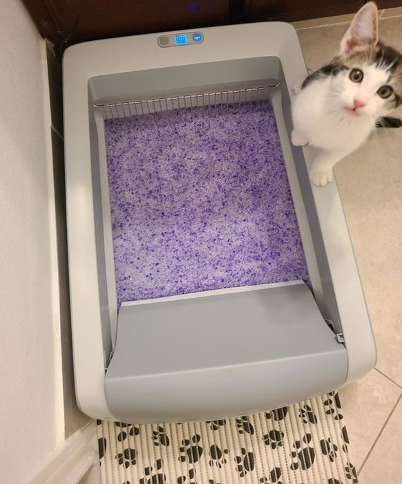 A top-down view of the litter box showing the purple crystal litter inside, with a kitten standing nearby