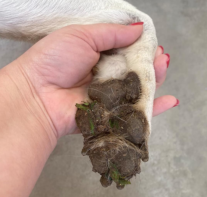 A person holds a dog’s paw with bits of grass stuck in it, a scenario relating to pet grooming tools.