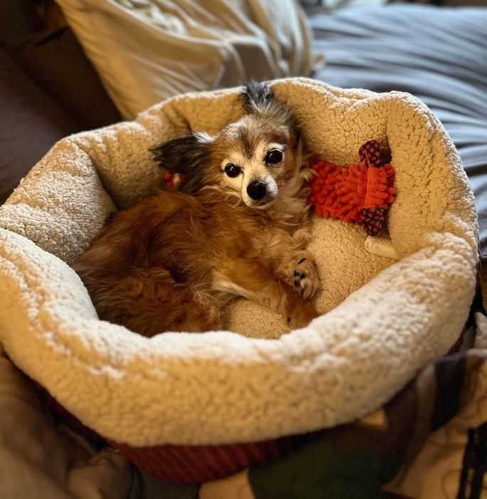 A small dog relaxing in a plush pet bed with a favorite toy nearby