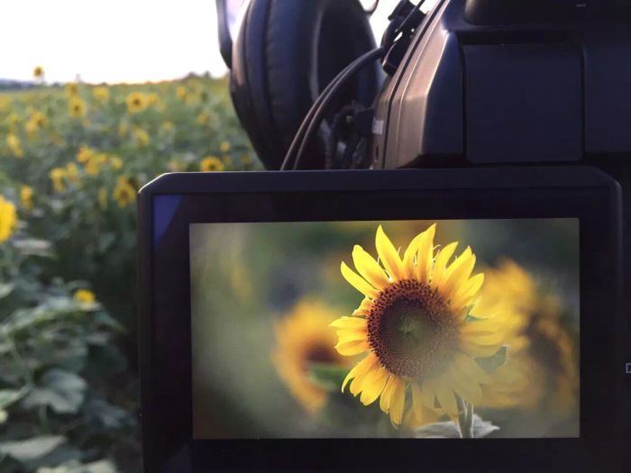 ไปถ่ายภาพกันเลย! รวม 5 วิธีแชะภาพทุ่งทานตะวันสวยโดนแดด!