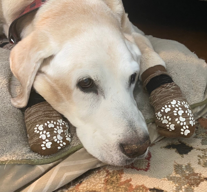 An image shared by a reviewer showing an elderly dog wearing brown socks.