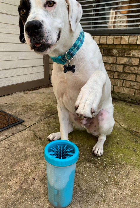 A reviewer’s dog comfortably seated next to a paw cleaner designed for dogs.