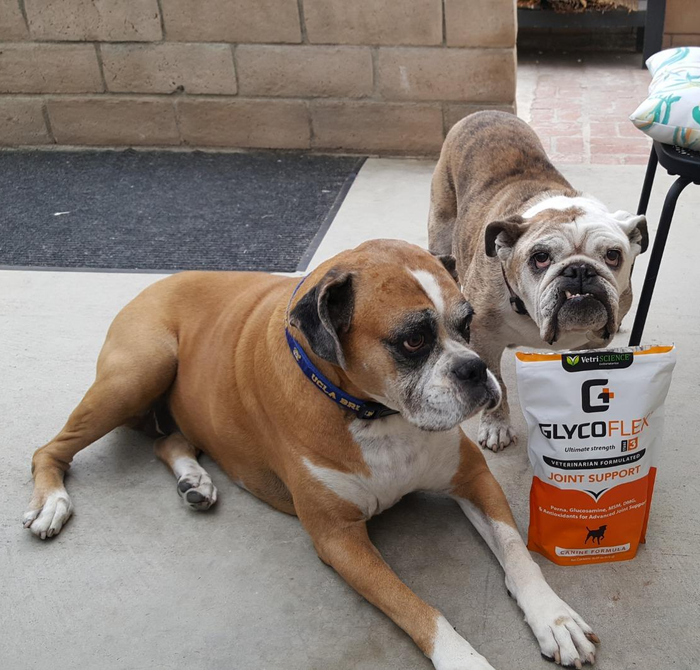Two bulldogs resting beside a bag of GlycoFlex joint support product.