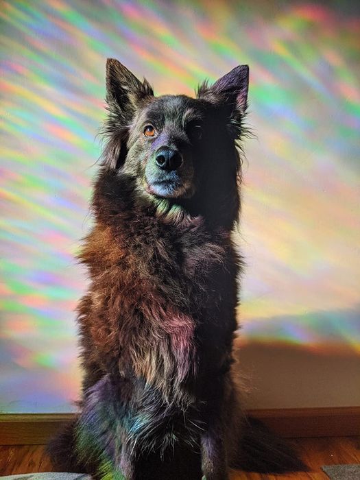 A picture shared by the reviewer, showcasing their dog covered in colorful sunlight patterns created by the rainbow reflections.