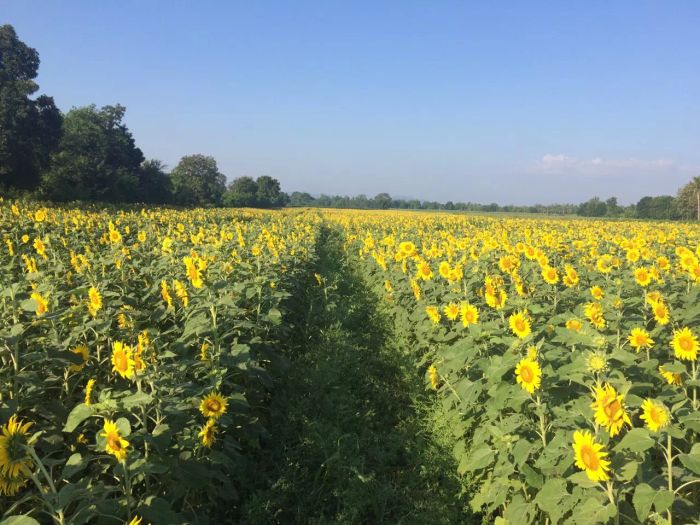 จัดเต็ม! 5 เทคนิคถ่ายภาพทุ่งทานตะวันให้สวยงามในแสงแดด
