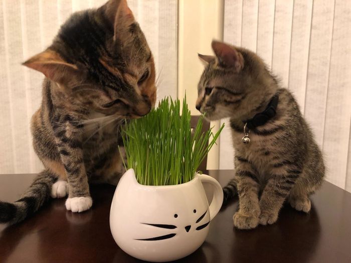 The reviewer posted a photo of their two cats enjoying the cat grass.