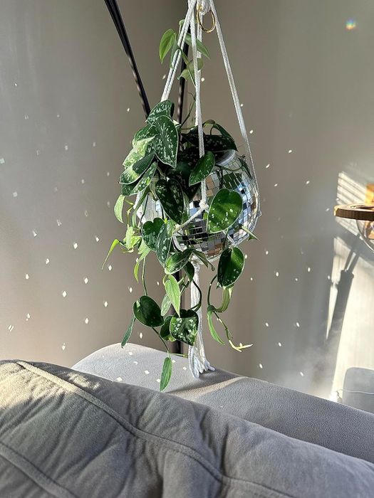 photo from a reviewer showing the disco ball planter hanging in place