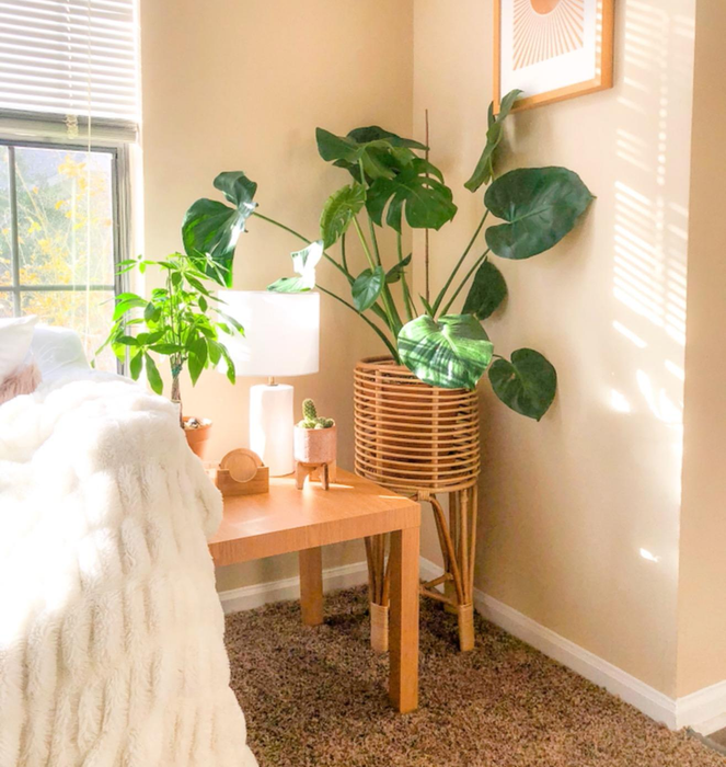 a reviewer displaying a monstera plant in the medium-sized plant stand