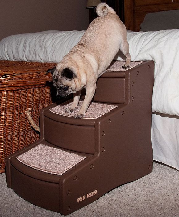 a pug making its way down a set of wide stairs leading from the bed