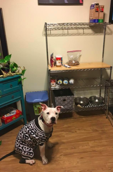 The rack serving as a convenient station for a dog's kibble and accessories.